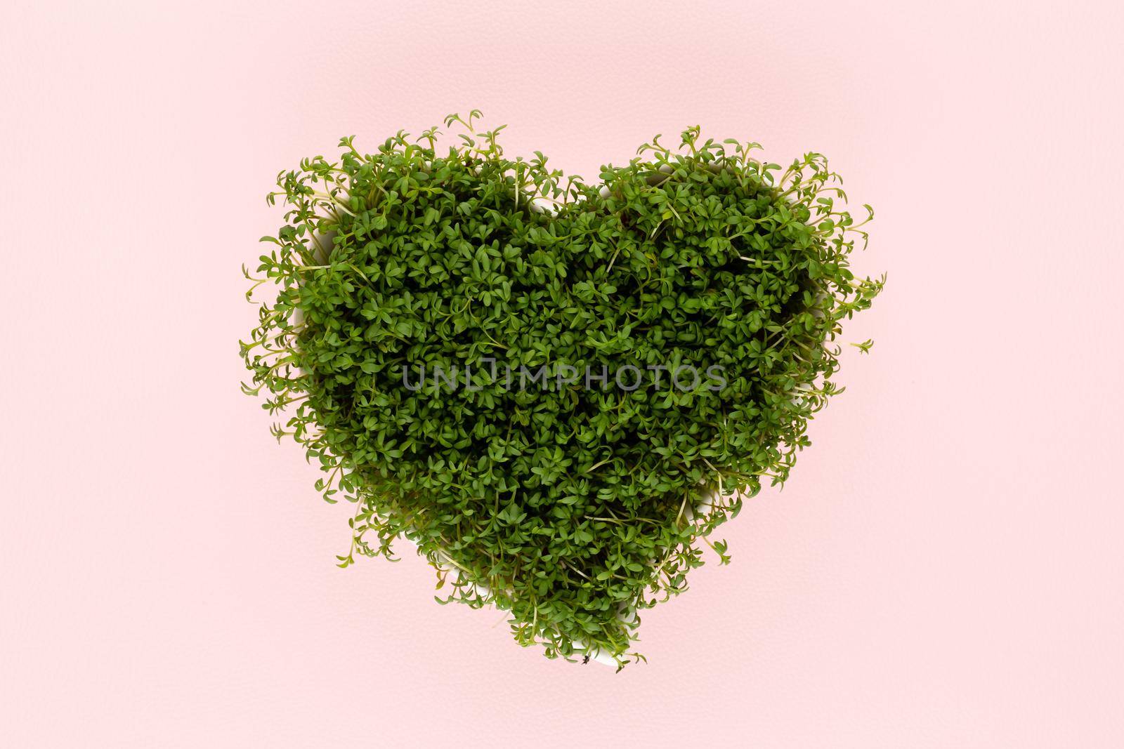 Alfalfa seed sprouts, healthy diet superfood and clean eating concept, heart shaped seed sprouts top view.

