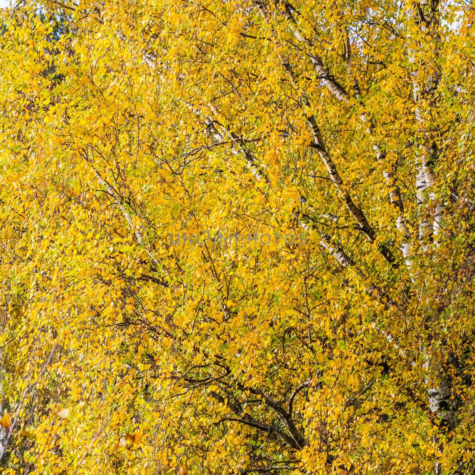 Bright yellow leaves on birch branches. Autumn background