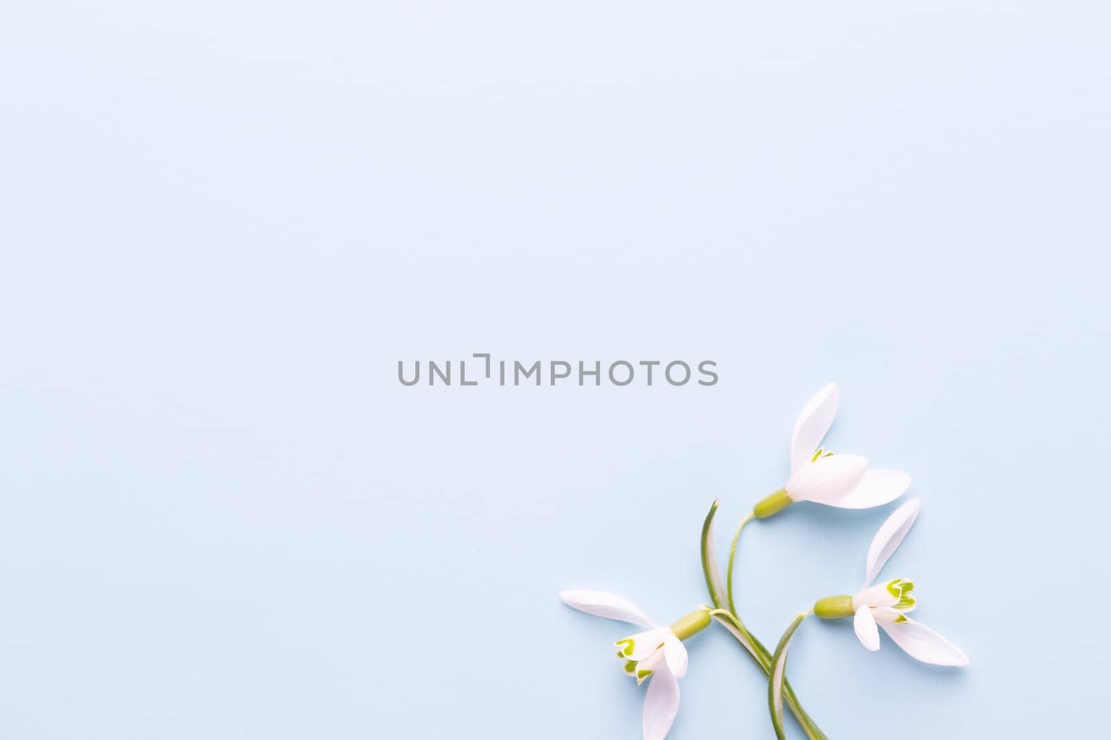 Fresh snowdrops on blue background with place for text. Spring greeting card. Flat lay.