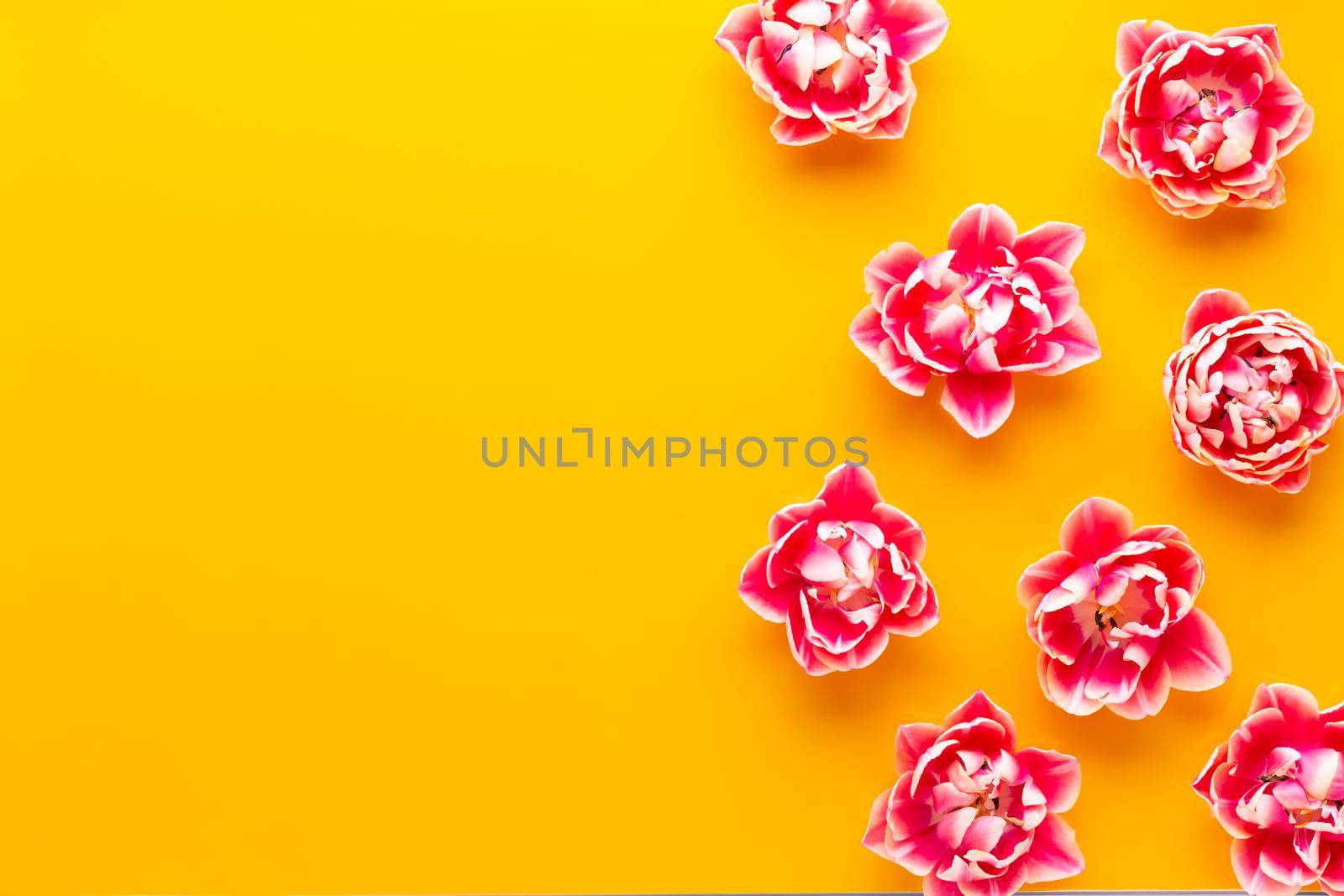 Spring Pink tulips on yellow background. Retro vintage style. by gitusik