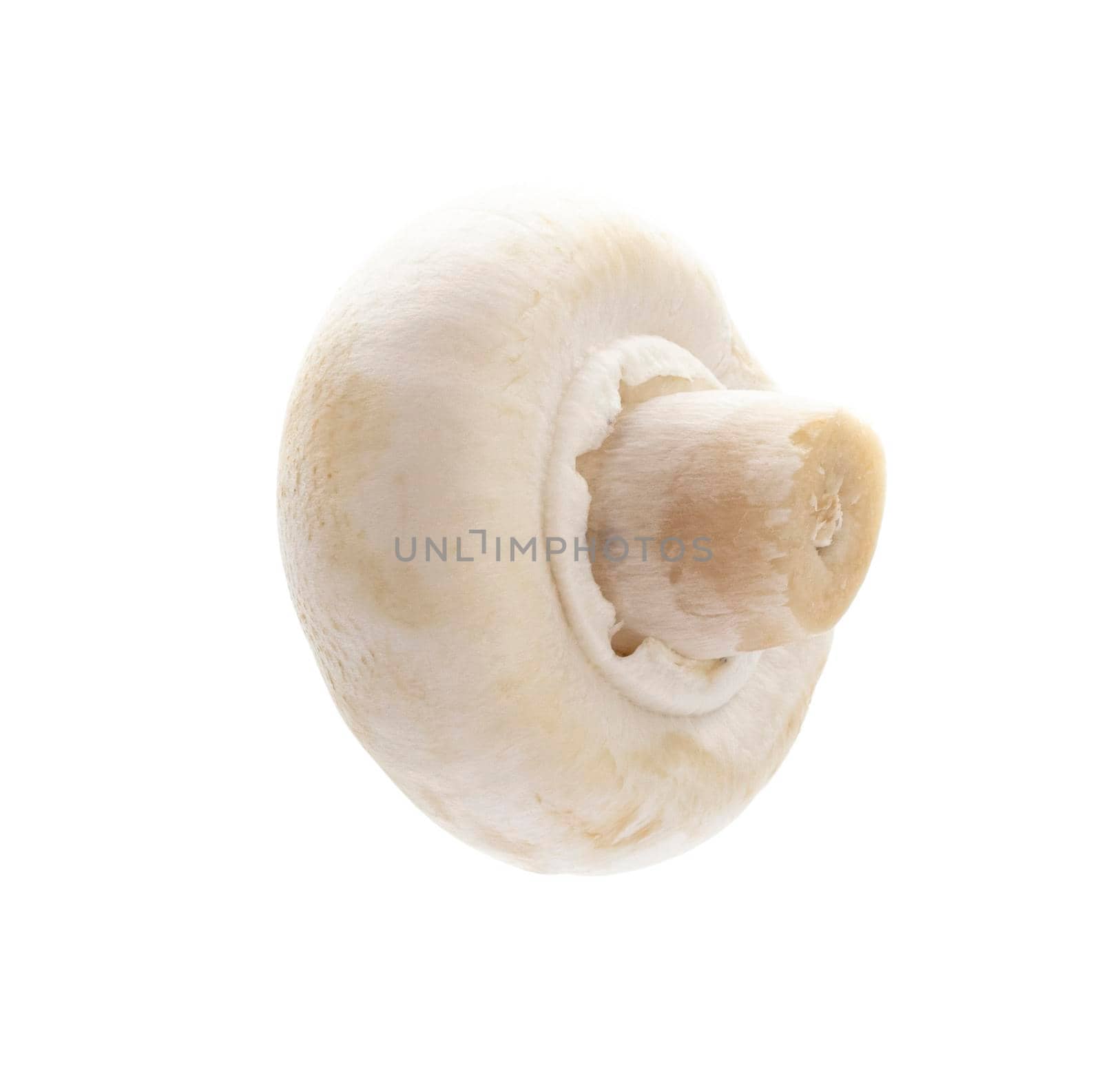 champignon isolated on a white background.