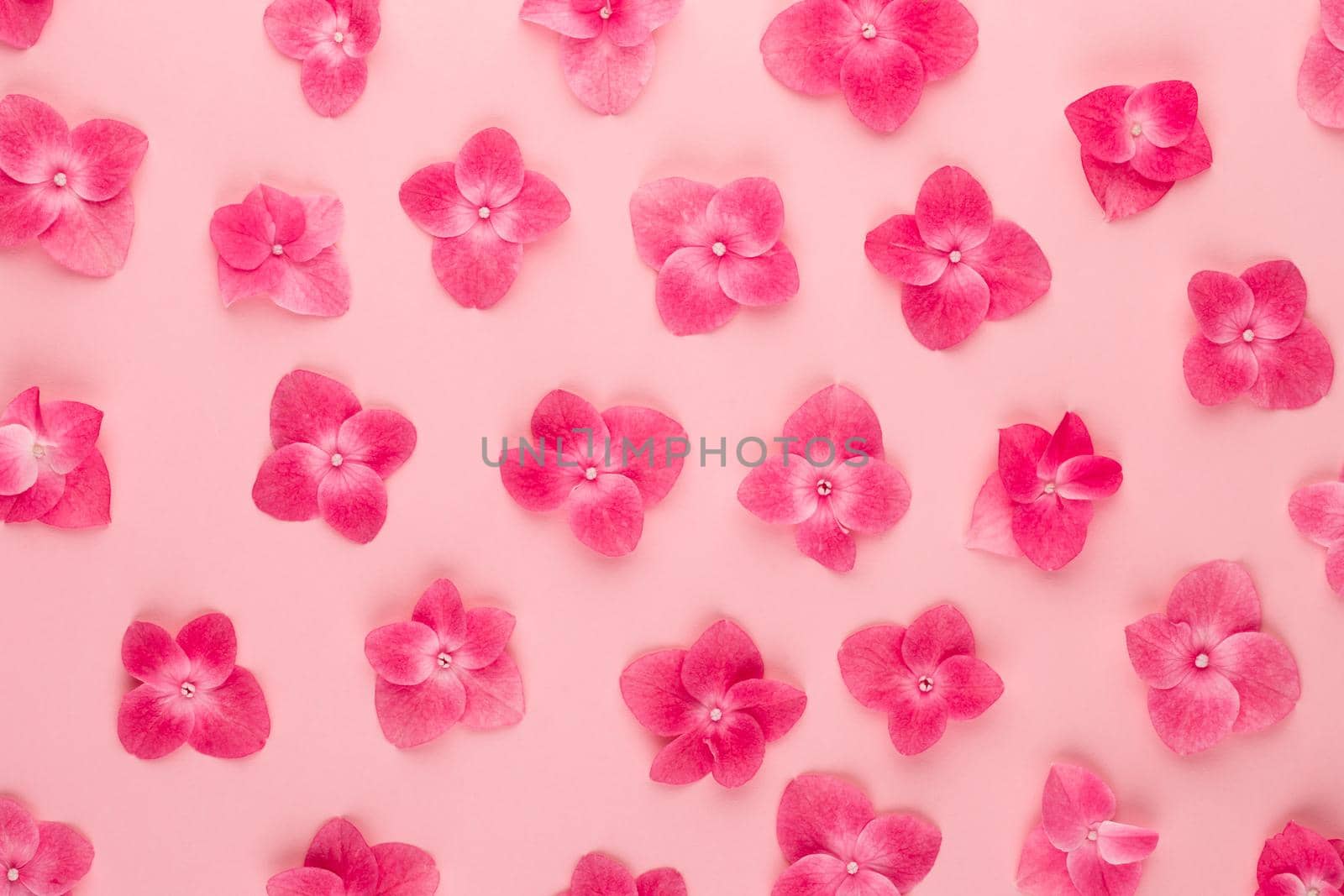 Flowers composition. Pattern made of pink flowers background. Flat lay, top view, copy space.