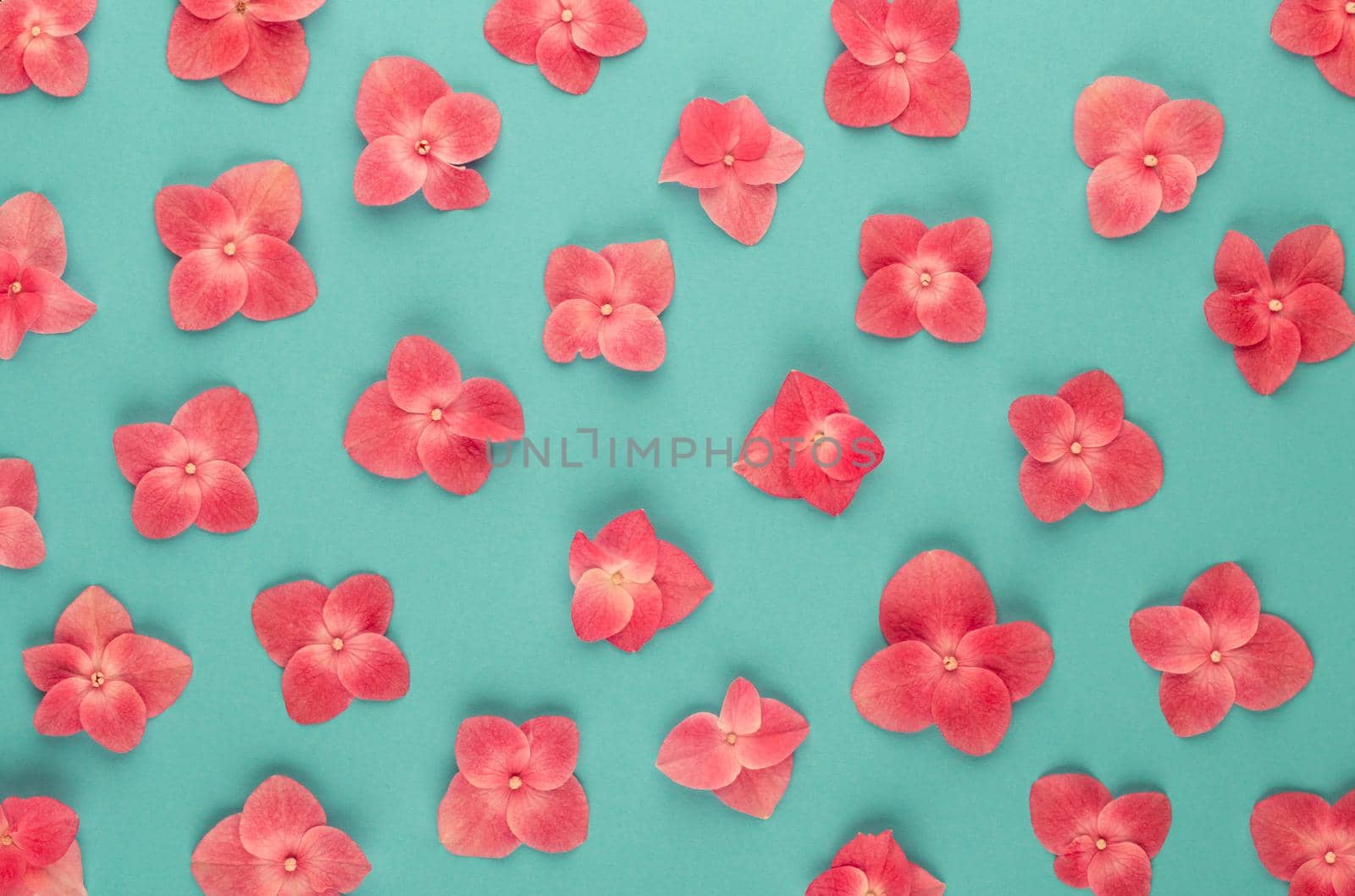 Flowers composition. Pattern made of pink flowers background. Flat lay, top view, copy space.