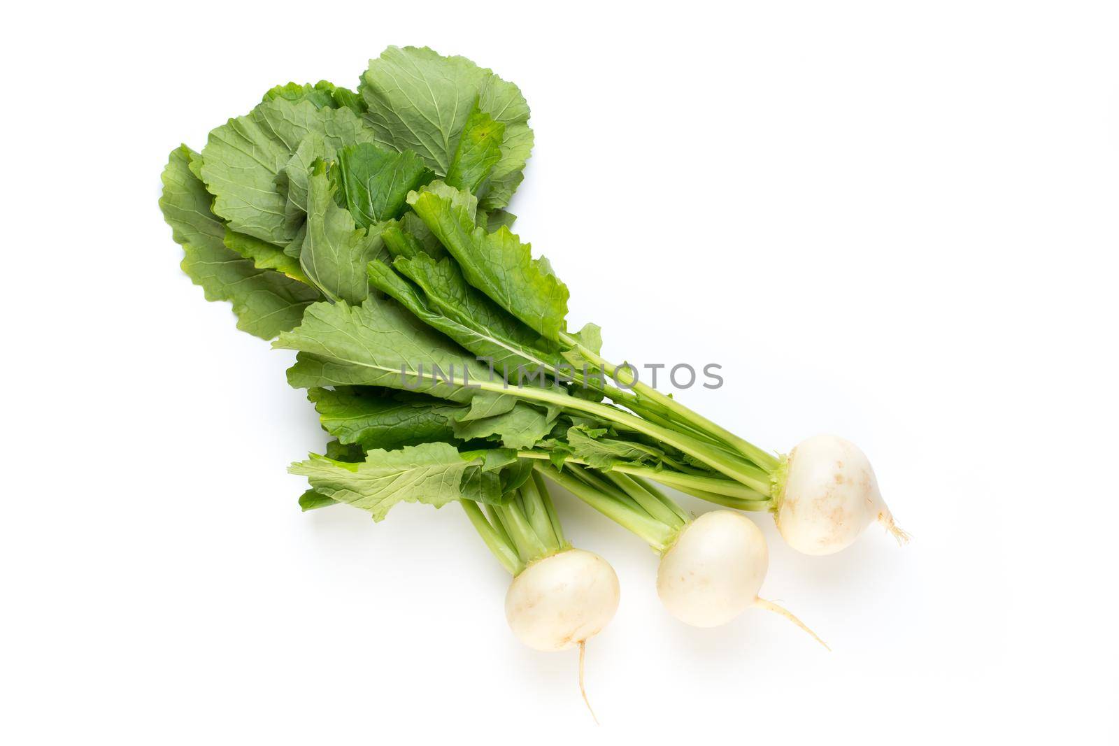 Fresh white round turnip radish on white background. by gitusik