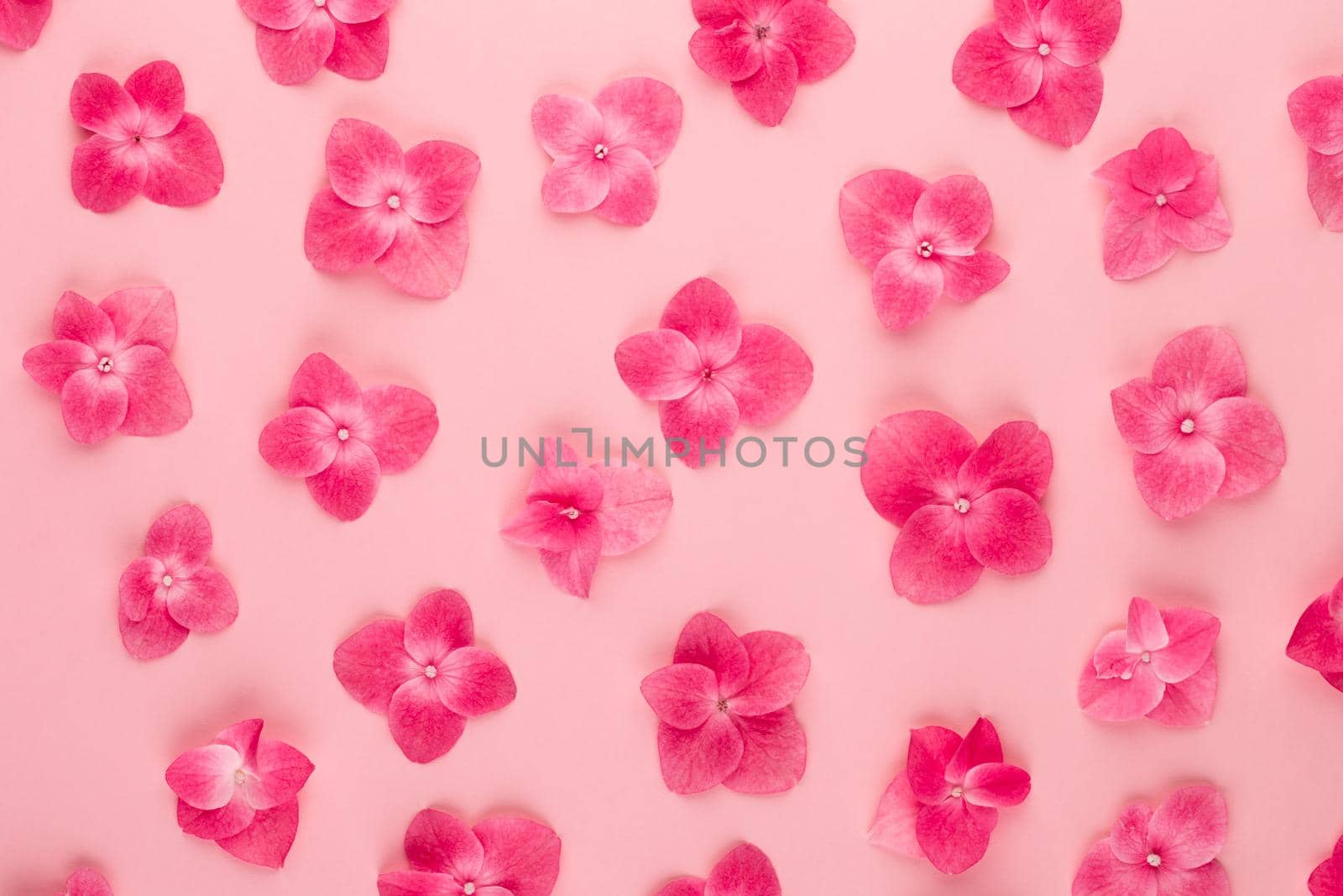 Flowers composition. Pattern made of pink flowers background. Flat lay, top view, copy space.