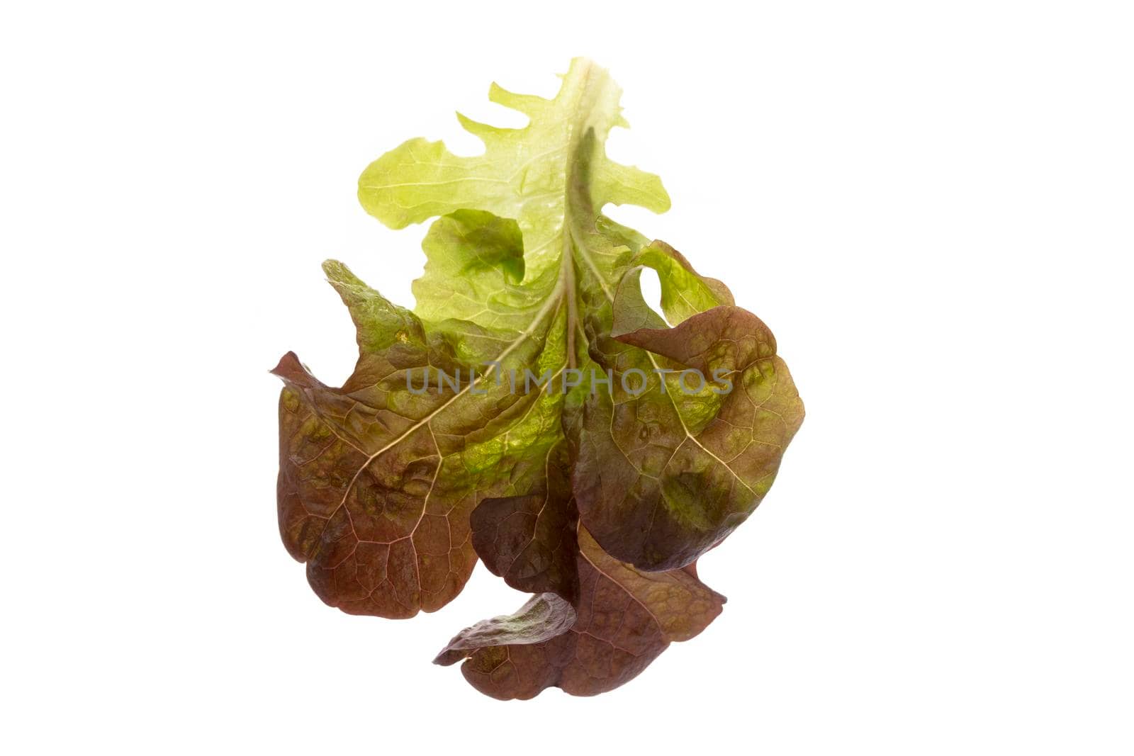 Lettuce isolated on a white background. by gitusik