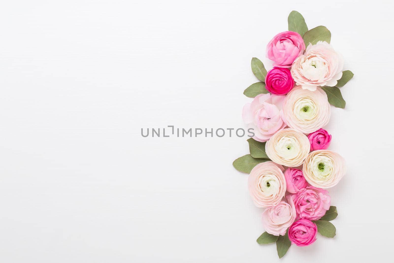 Beautiful colored ranunculus flowers on a white background. Valentines day greeting card.