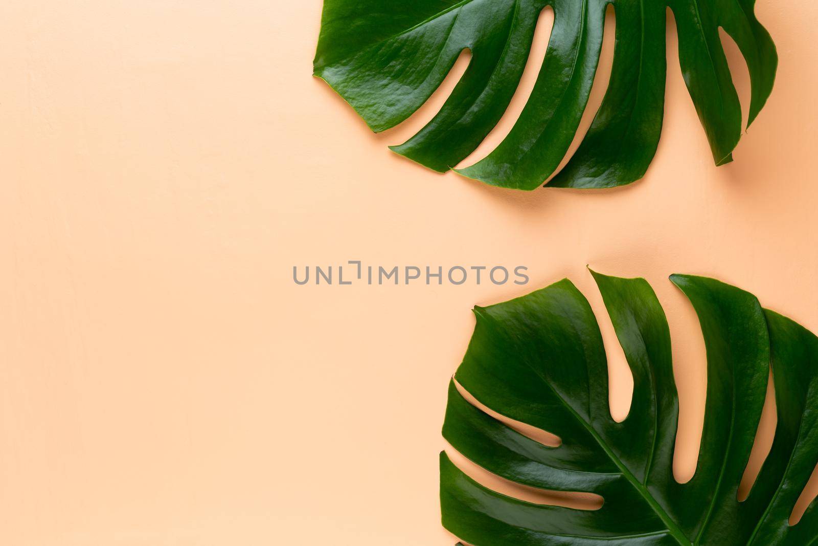 Tropical Jungle Leaf, Monstera, resting on flat surface, on peach background. by gitusik