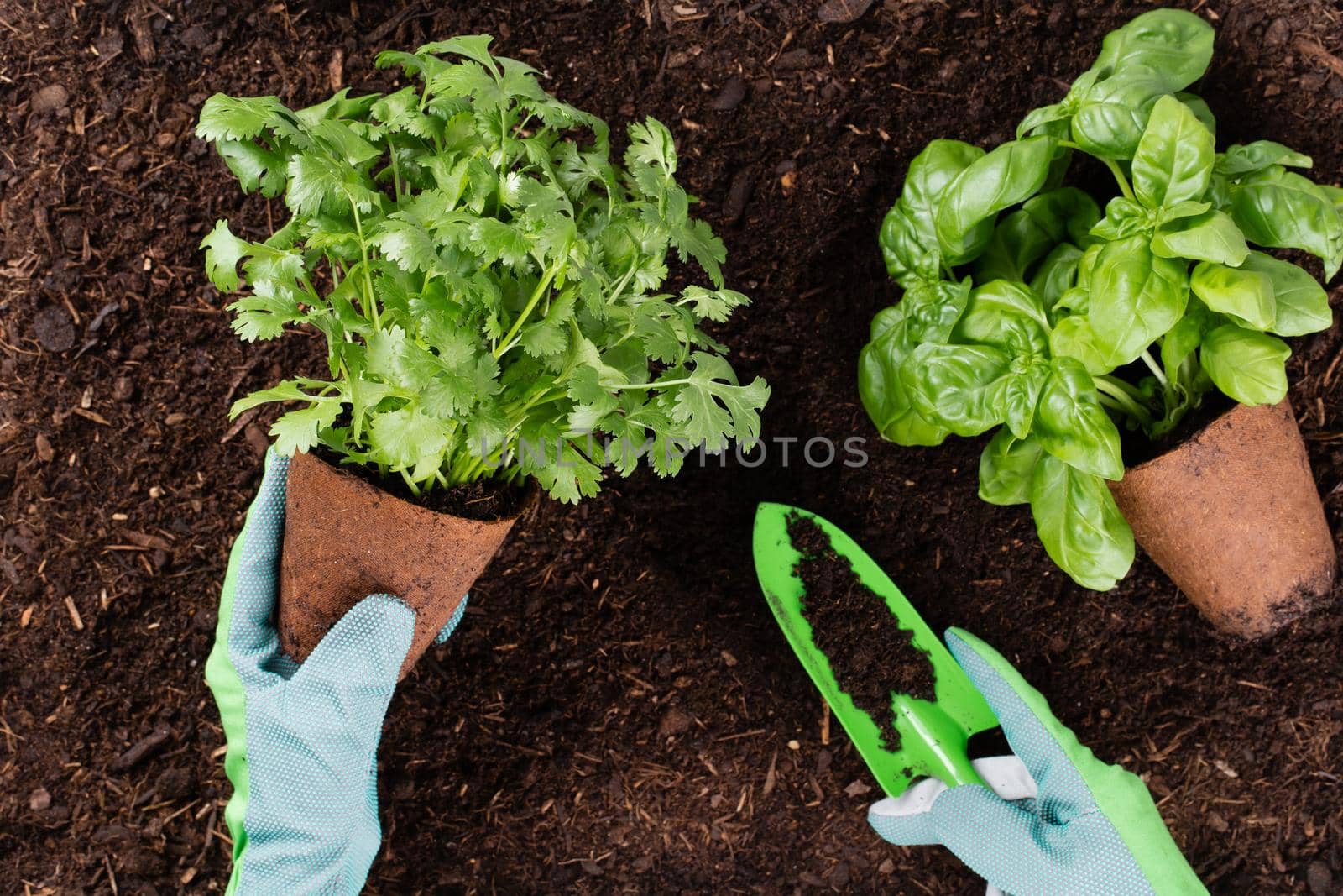 Woman planting young seedlings of lettuce salad in the vegetable garden by gitusik