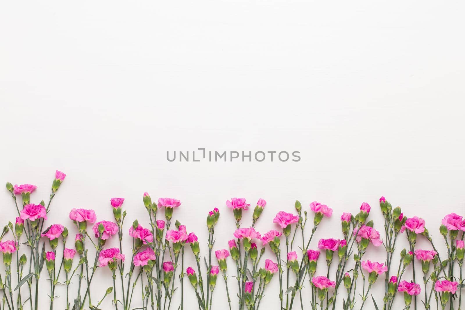 Pink carnation flowers on white background. Flat lay, top view, copy space. by gitusik