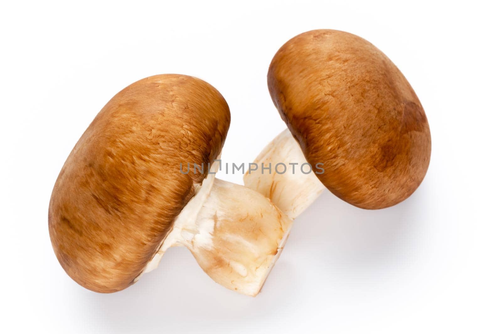 Fresh champignon mushrooms isolated on white. 