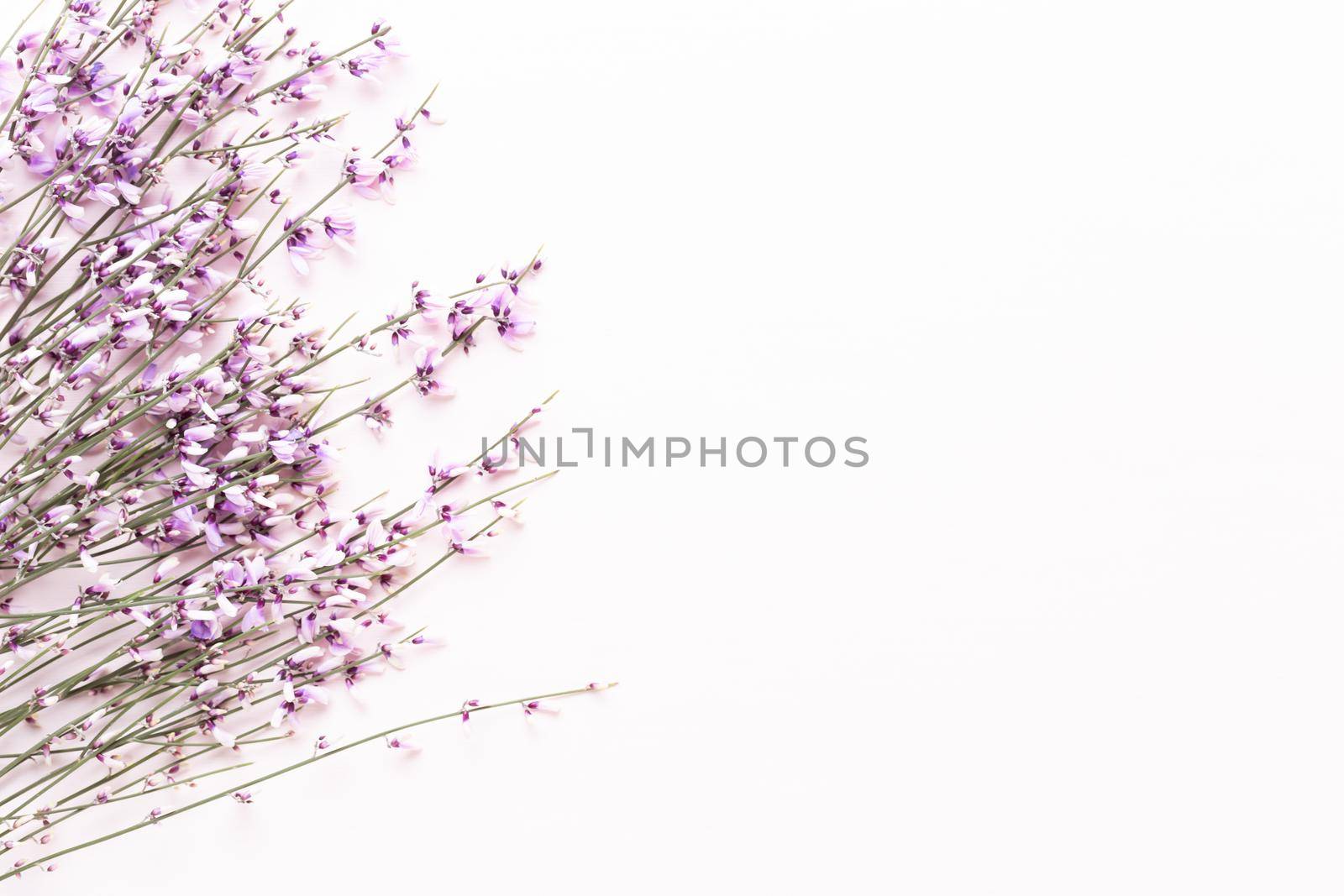 Flowers composition. Pink flowers on pink background. Easter, spring concept. Greeting card. by gitusik