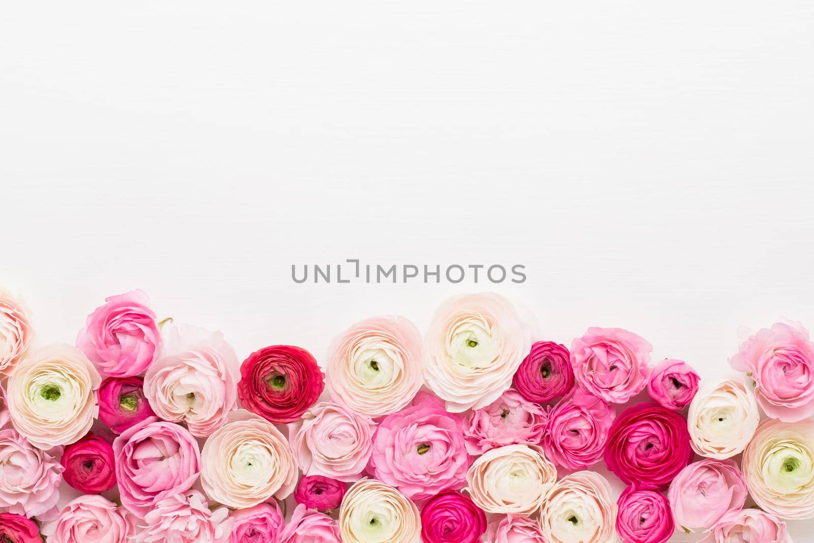 Beautiful colored ranunculus flowers on a white background. Valentines day greeting card.