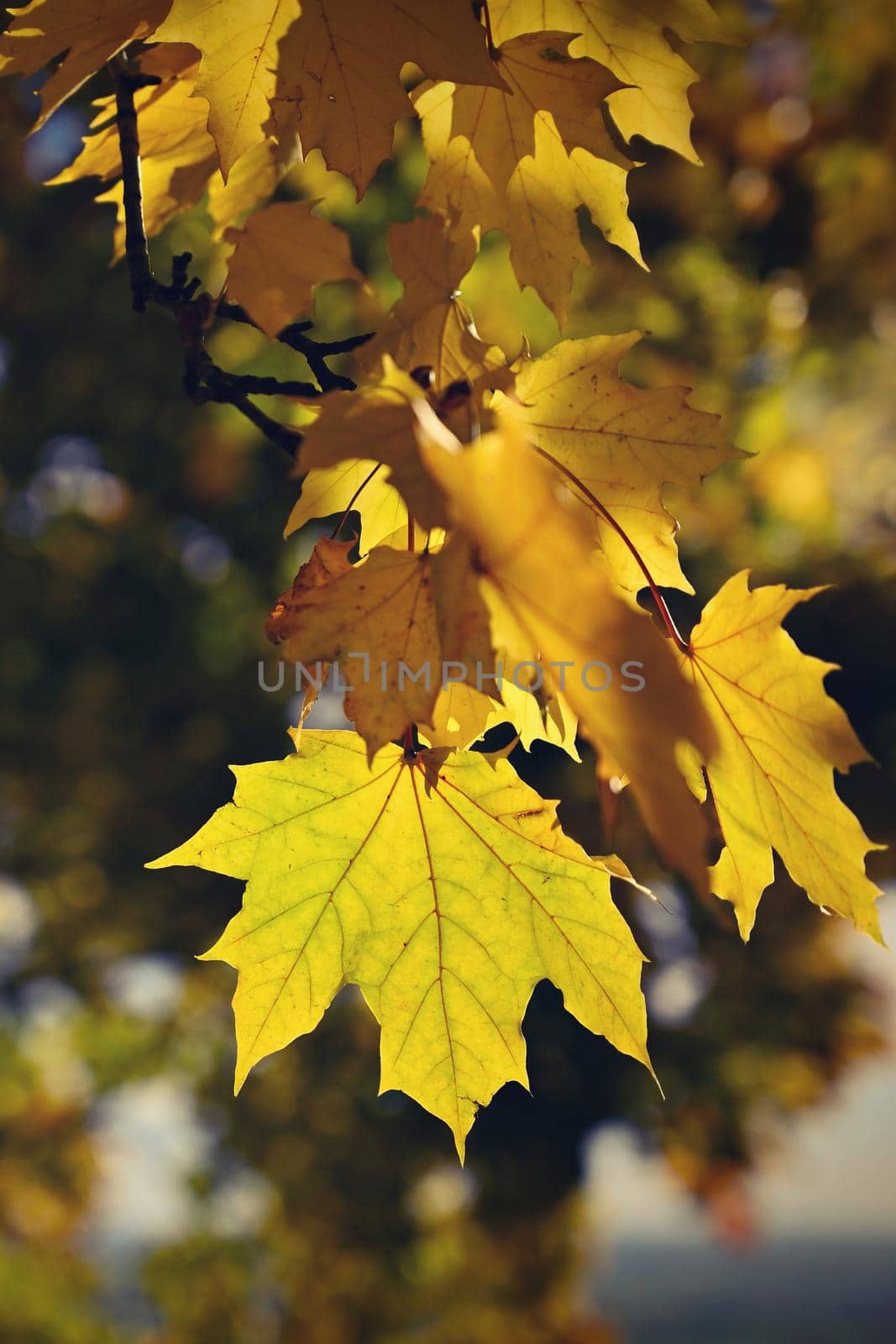 Autumn background. Beautiful colorful leaves in nature with the sun. Seasonal concept outdoors in autumn park.