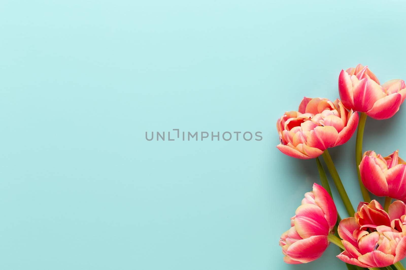 Spring flowers, tulips on pastel colors background. Retro vintage style. by gitusik