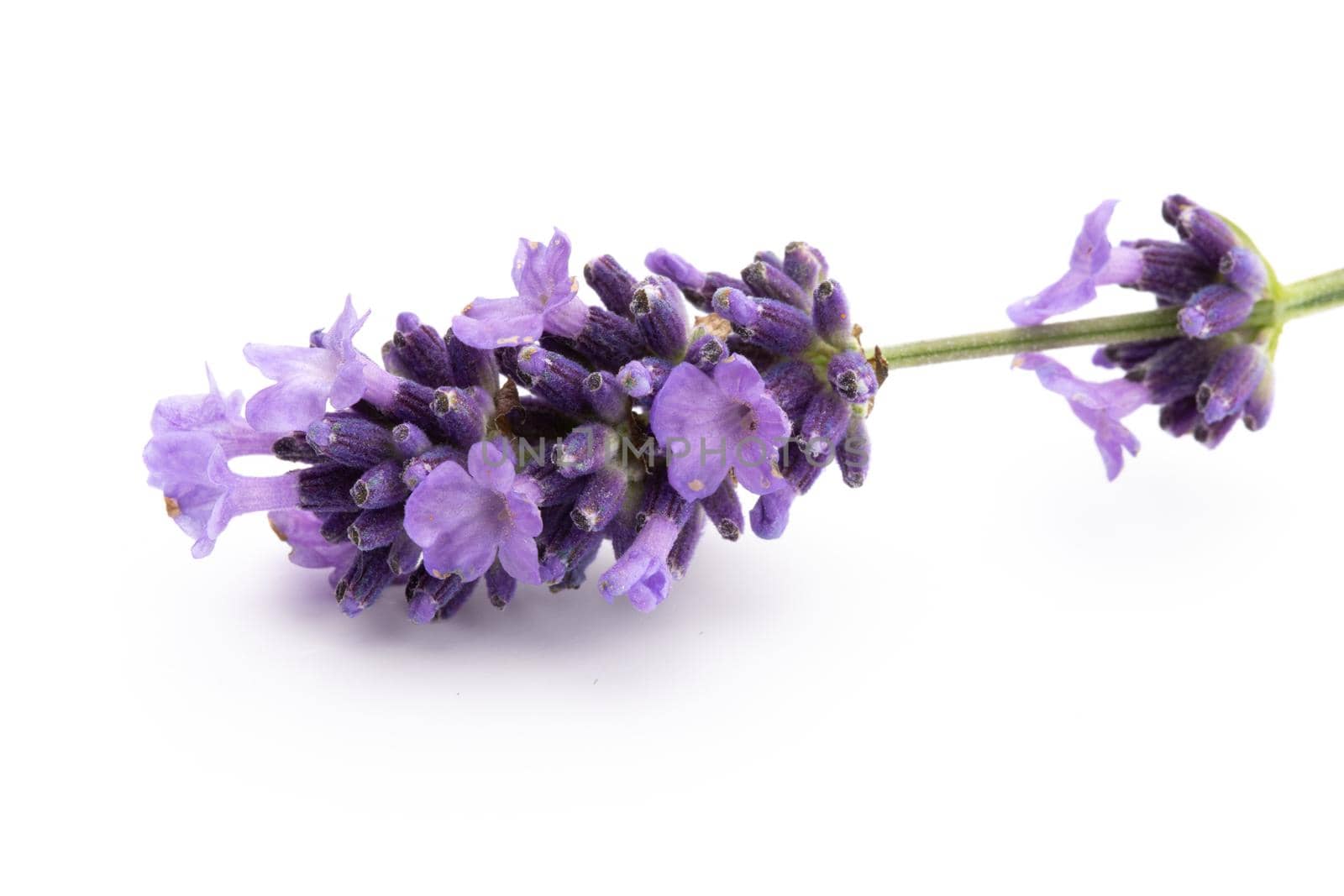 Lavender flowers on a white background. by gitusik