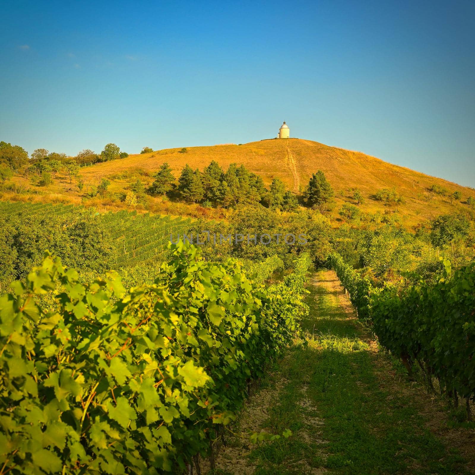 Vineyards at sunset in autumn harvest. Ripe grapes.Wine Region, Southern Moravia - Czech Republic. Vineyard under Palava.