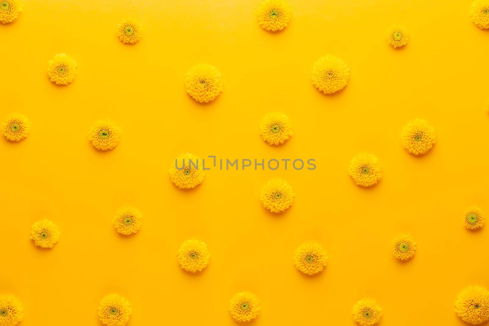 Yellow flower pattern on a yellow background. Gerbera spring flowers arranged on a vivid background. Top view. Flat lay. Valentine's background. Floral pattern.  The concept of summer, spring, Mother's Day, March 8
