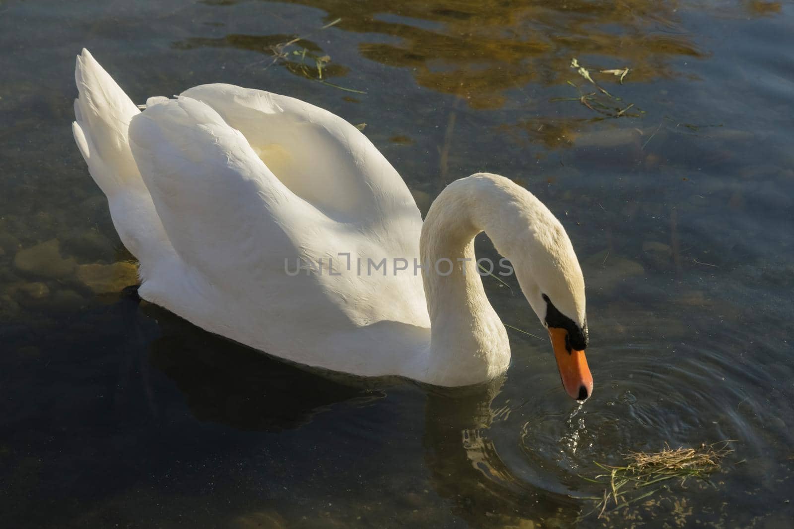 A graceful swan on lake water in sunny day by ungvar
