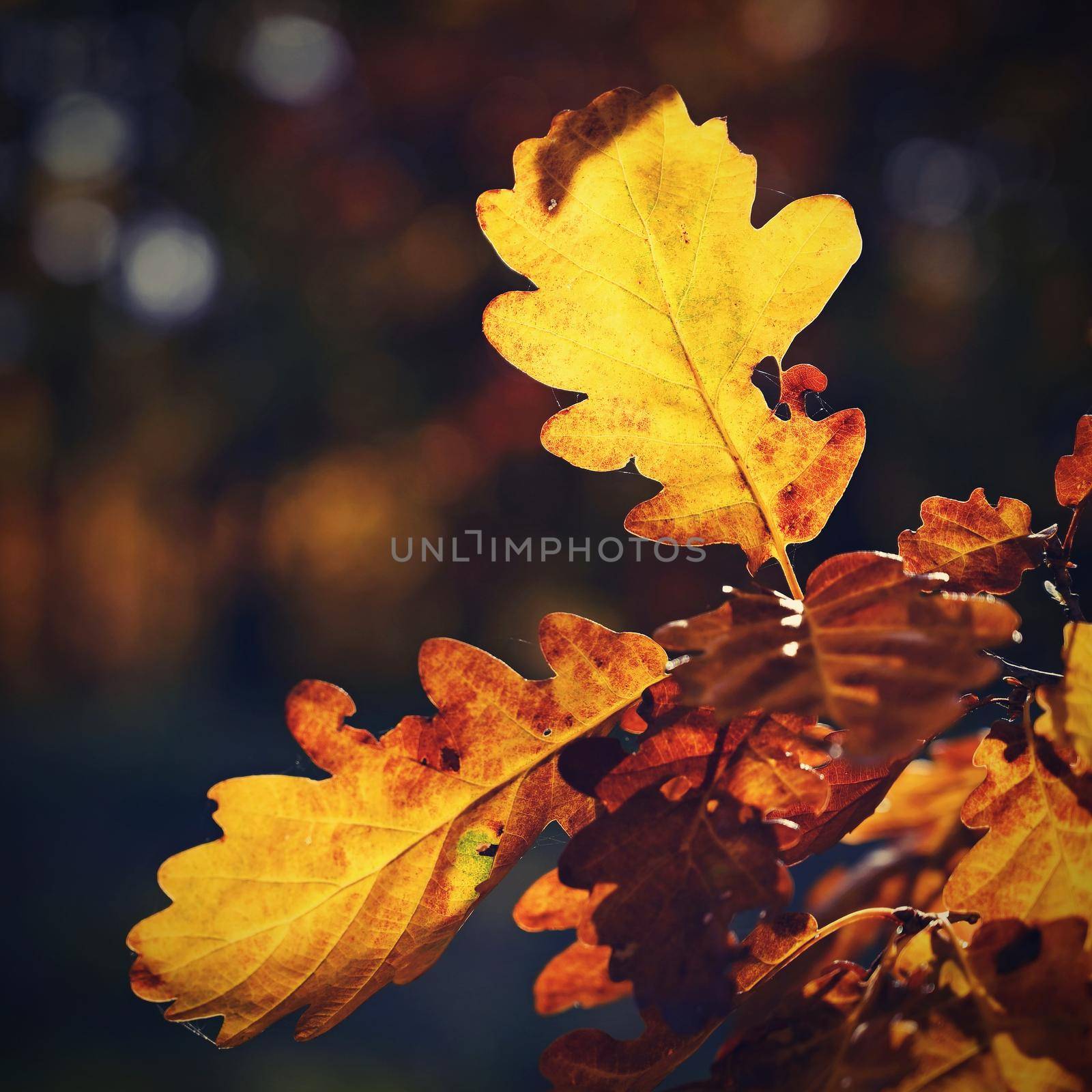 Autumn background. Beautiful colorful leaves in nature with the sun. Seasonal concept outdoors in autumn park. by Montypeter