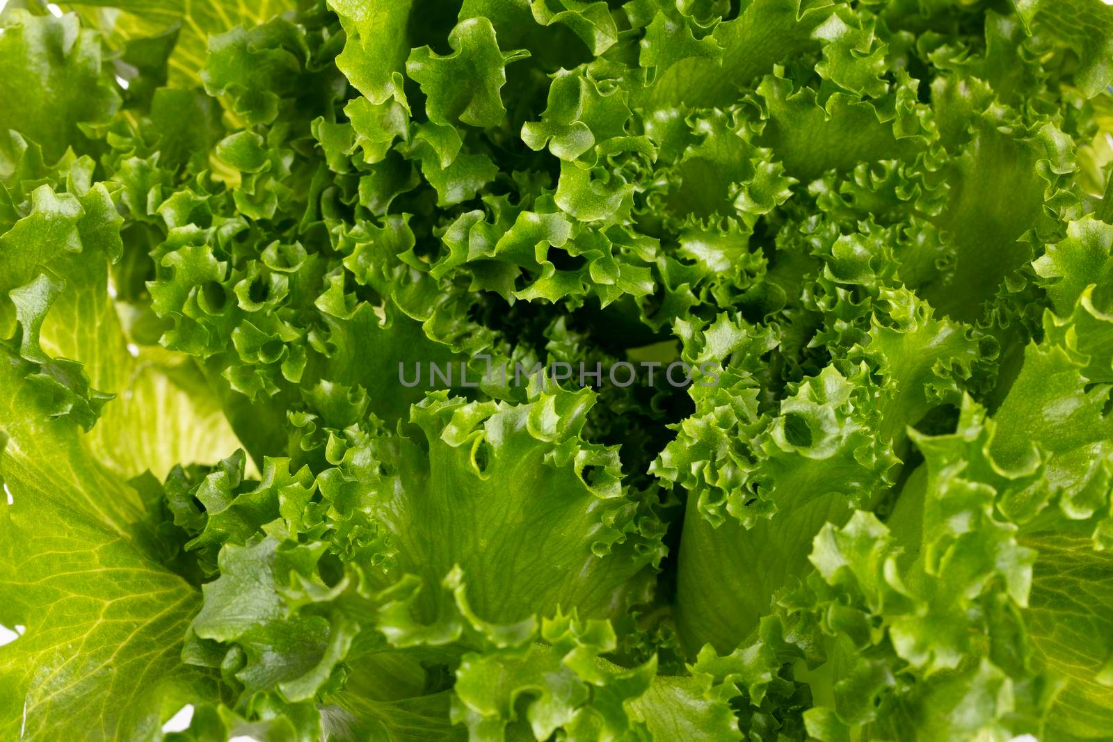 Salad leaves Bio lettuce isolated on white background. by gitusik