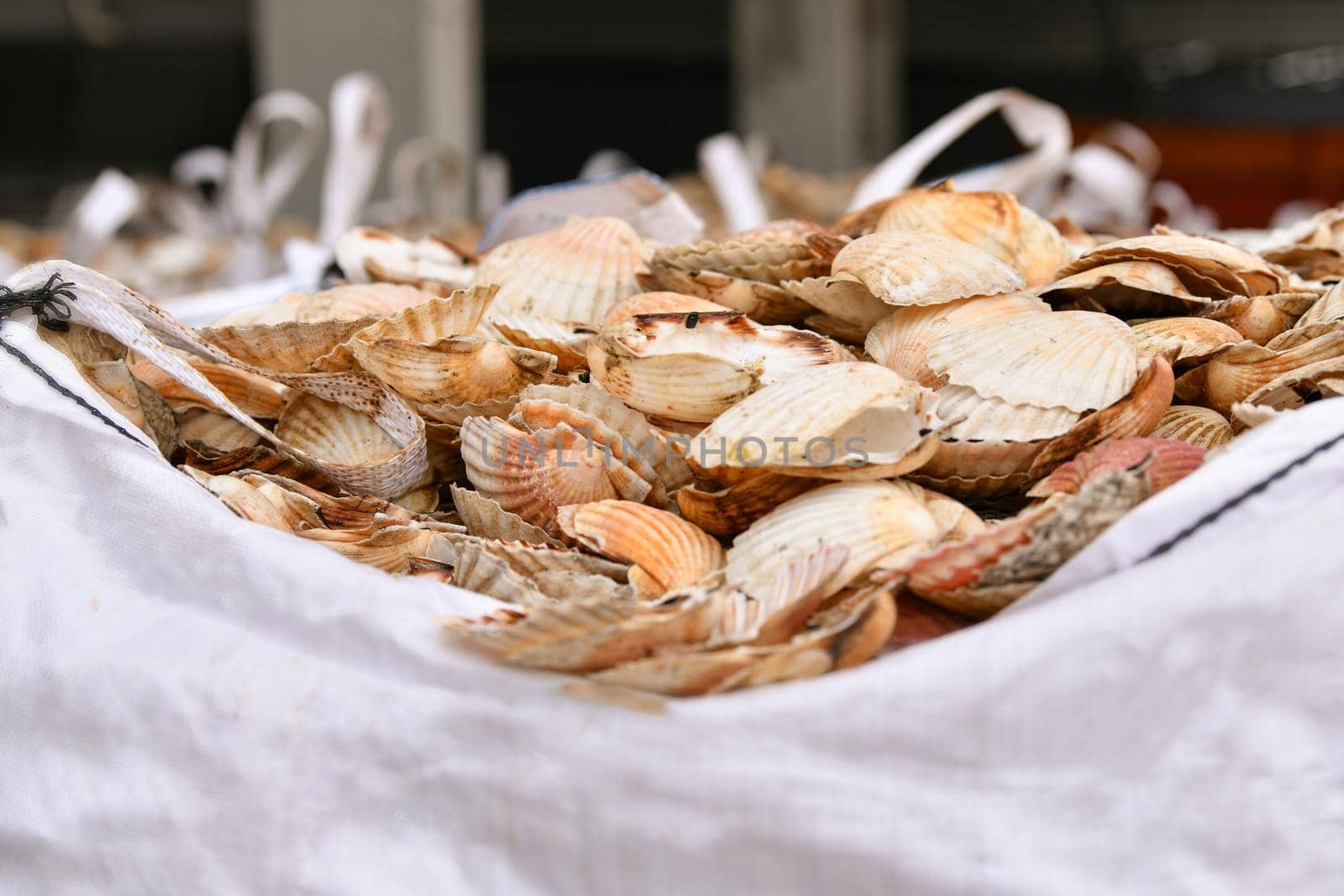 Bags with empty scallop shell for processing