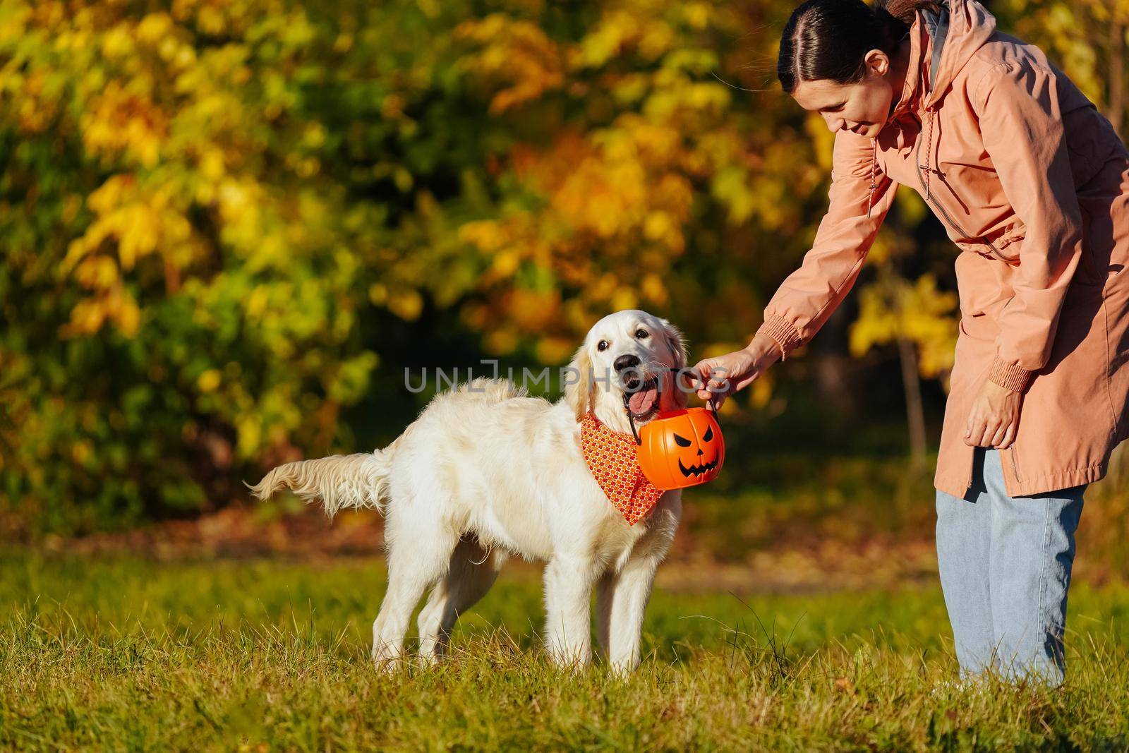 Girl in a pink raincoat gives golden retriever puppy a pumpkin shape bucket by danilum