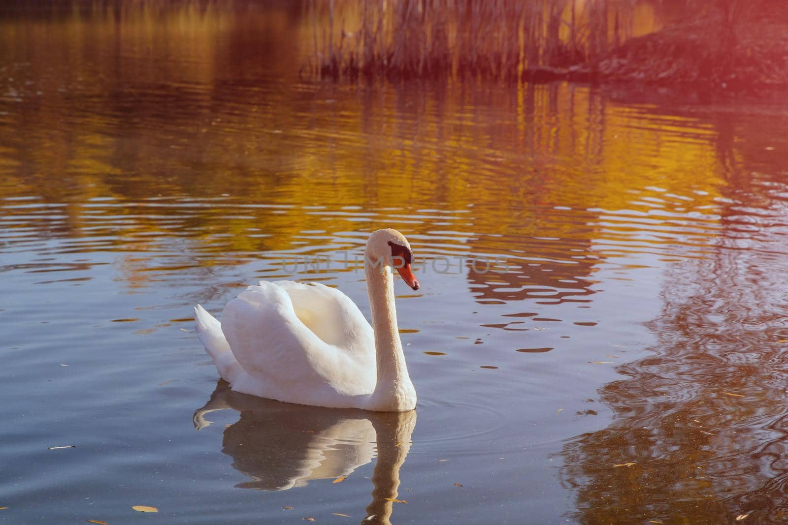 Beautiful white swan on the surface of the pond by ungvar