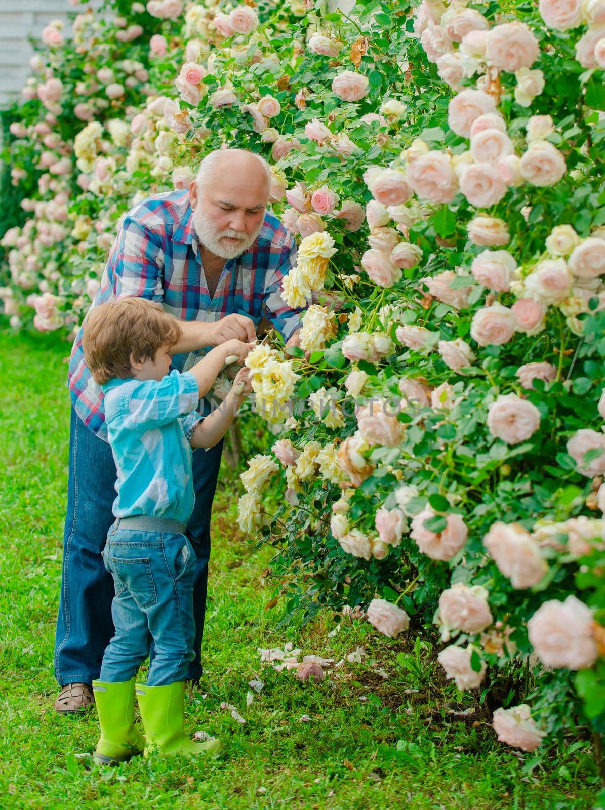Gardener cutting flowers in his garden. A grandfather and a toddler are working in flowers park. Father and son grows flowers together. Family generation and relations concept. Farm family
