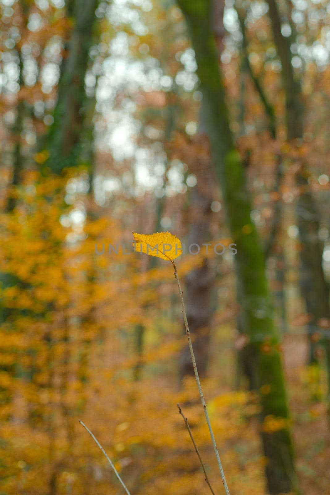 Autumnal alone yellow leaf macro photography. Copy space. Beautiful autumnal golden forest background. Autumn time and nature concept. Colorful warm autumn season