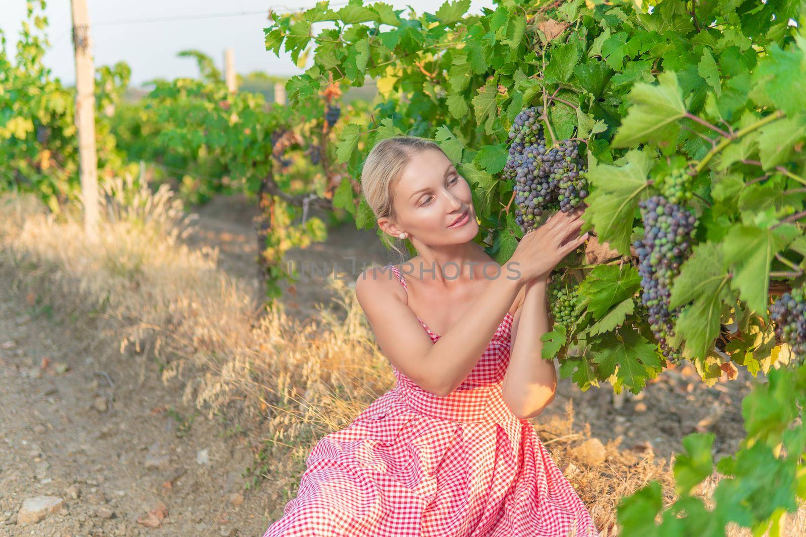 Girl in vineyard and mountains sky earth vineyard green, food country valley harvest beverage, barrel glass. Beautiful plant leaf, landscape by 89167702191