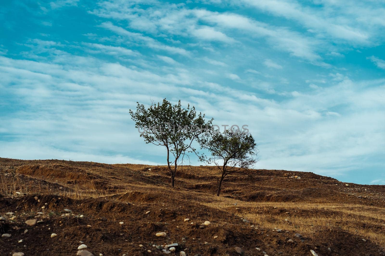 Trees growing against cloudy sky. Thin trees growing on dry hill against cloudy blue sky on sunny summer day in countryside by epidemiks