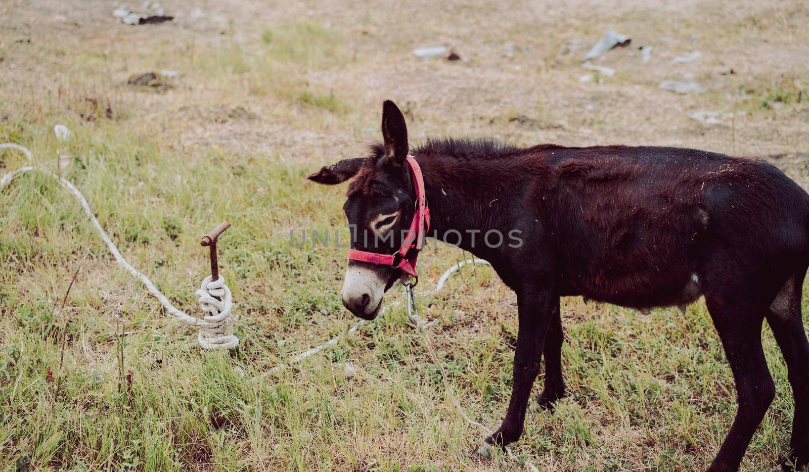 Close up of donkey grazing in meadow. Tethered animal walking in cloudy weather.