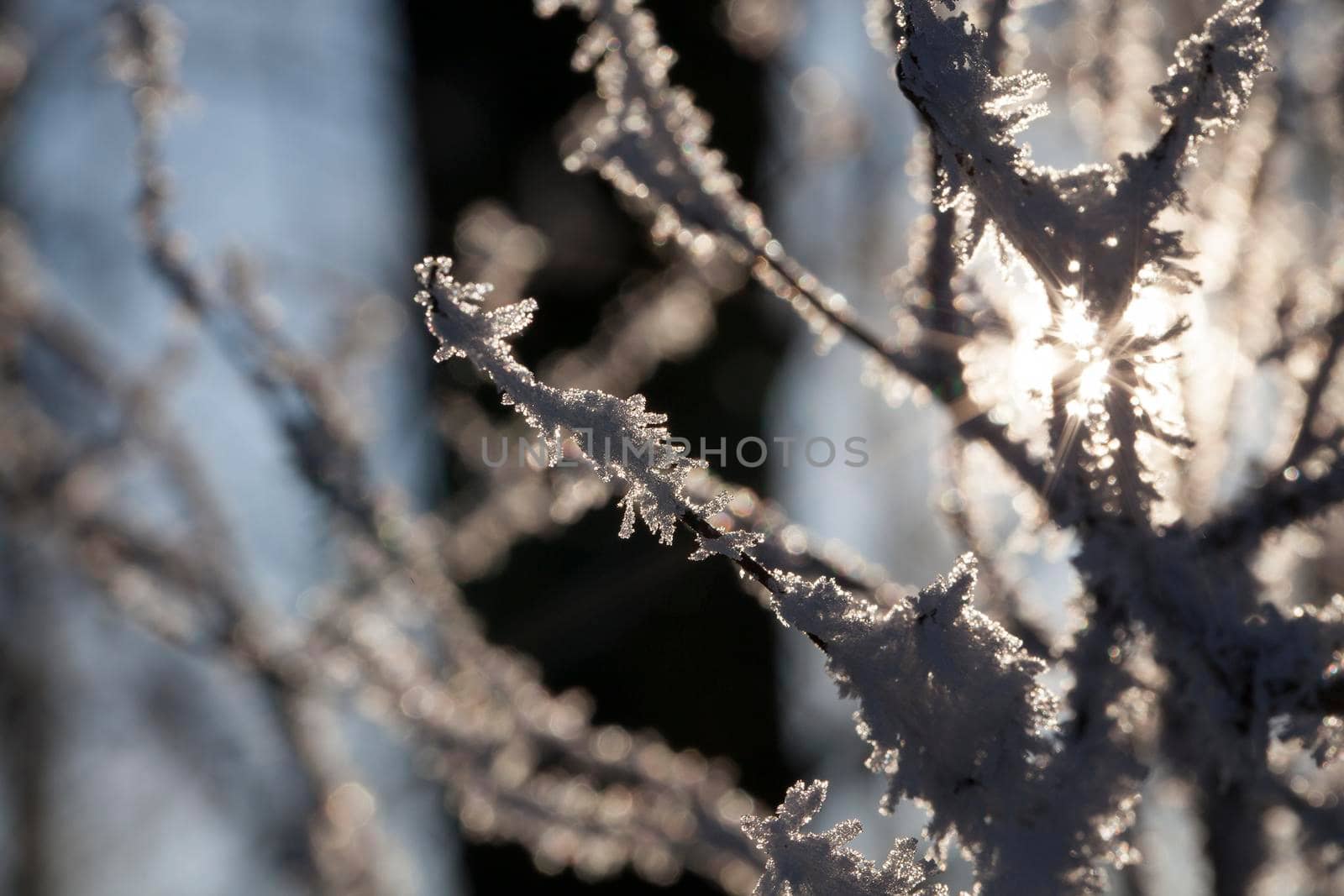 Frost on the branches by avq