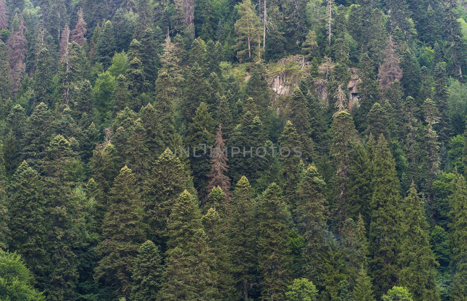 Close up of mountain forest in summertime. Texture of green trees on high ground. by epidemiks