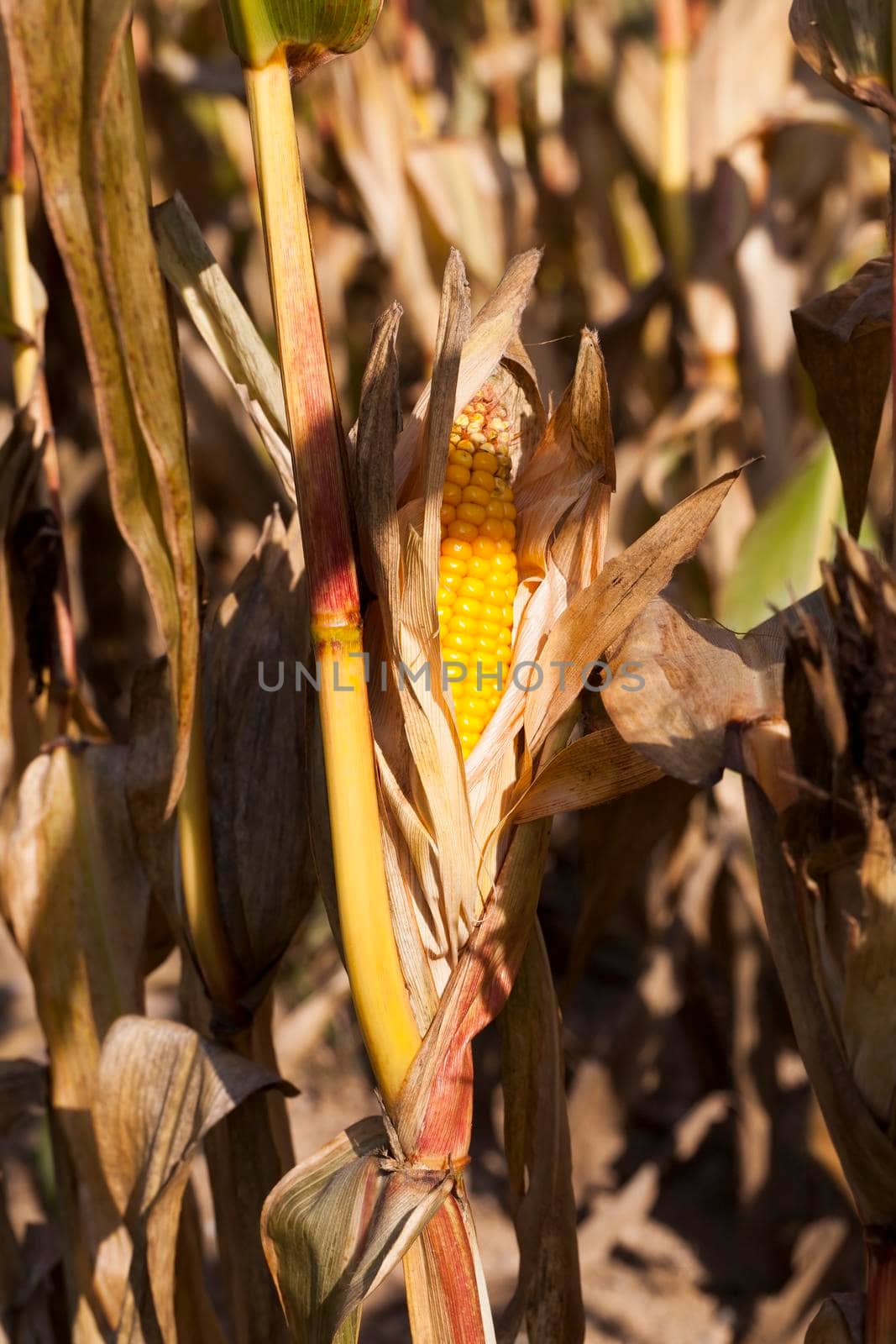 sunlit part of a yellow ripe corn cob, closeup on an agricultural field in autumn