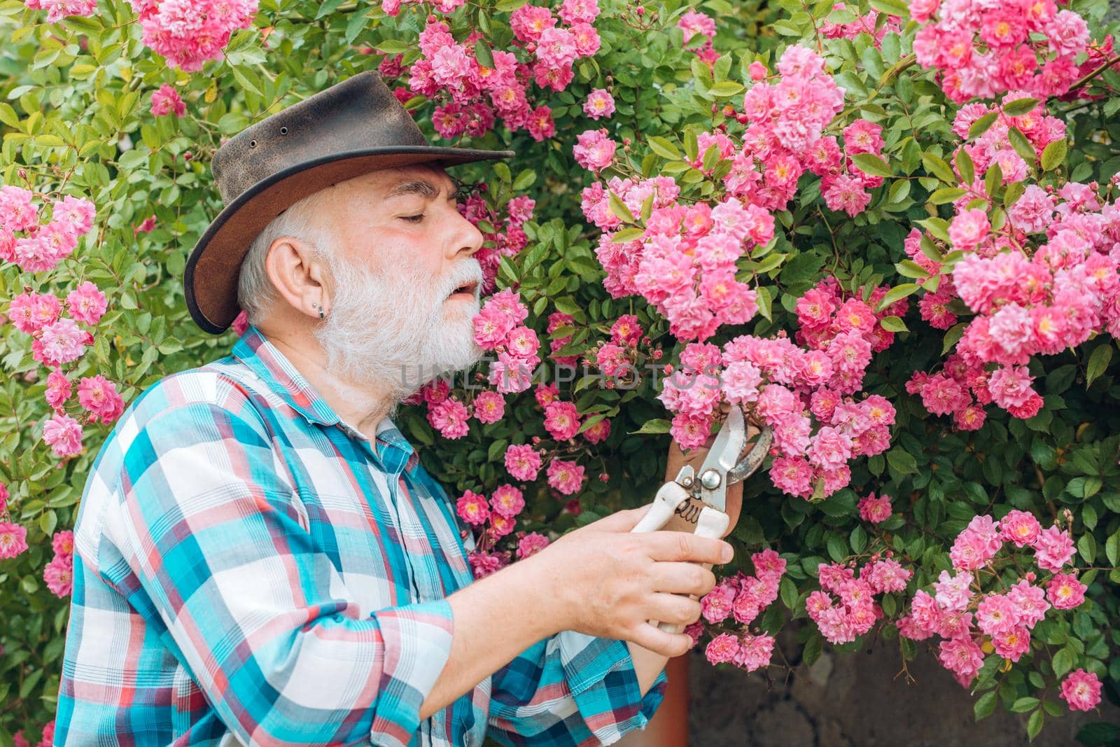 Grandfather working in garden over roses background. Grandfather enjoying in the garden with flowers. Portrait of handsome old bearded man on spring background