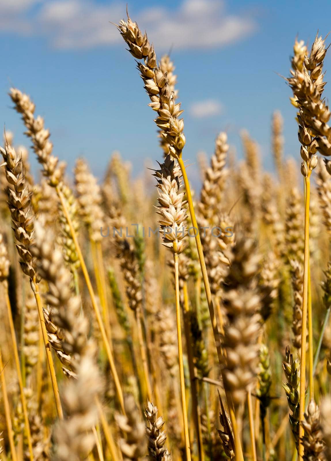 golden wheat ears on a background of blue sky, grain harvest used for cooking