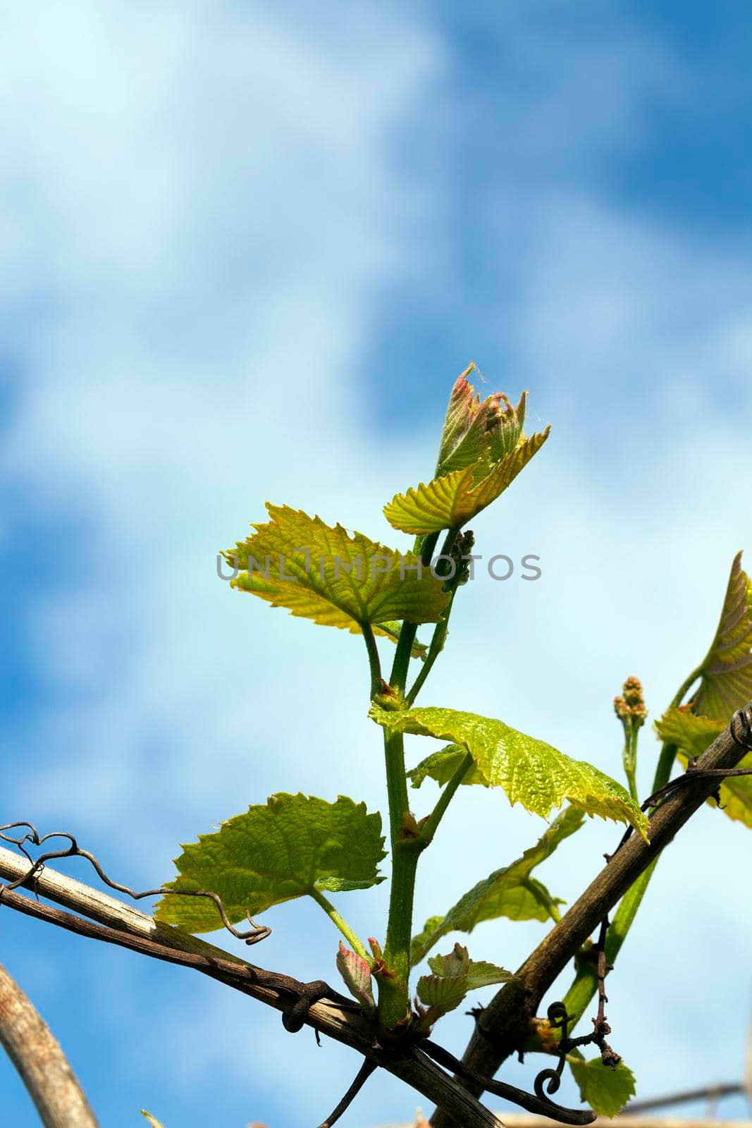 young twigs and leaves of grapes in the garden, close-up against the sky