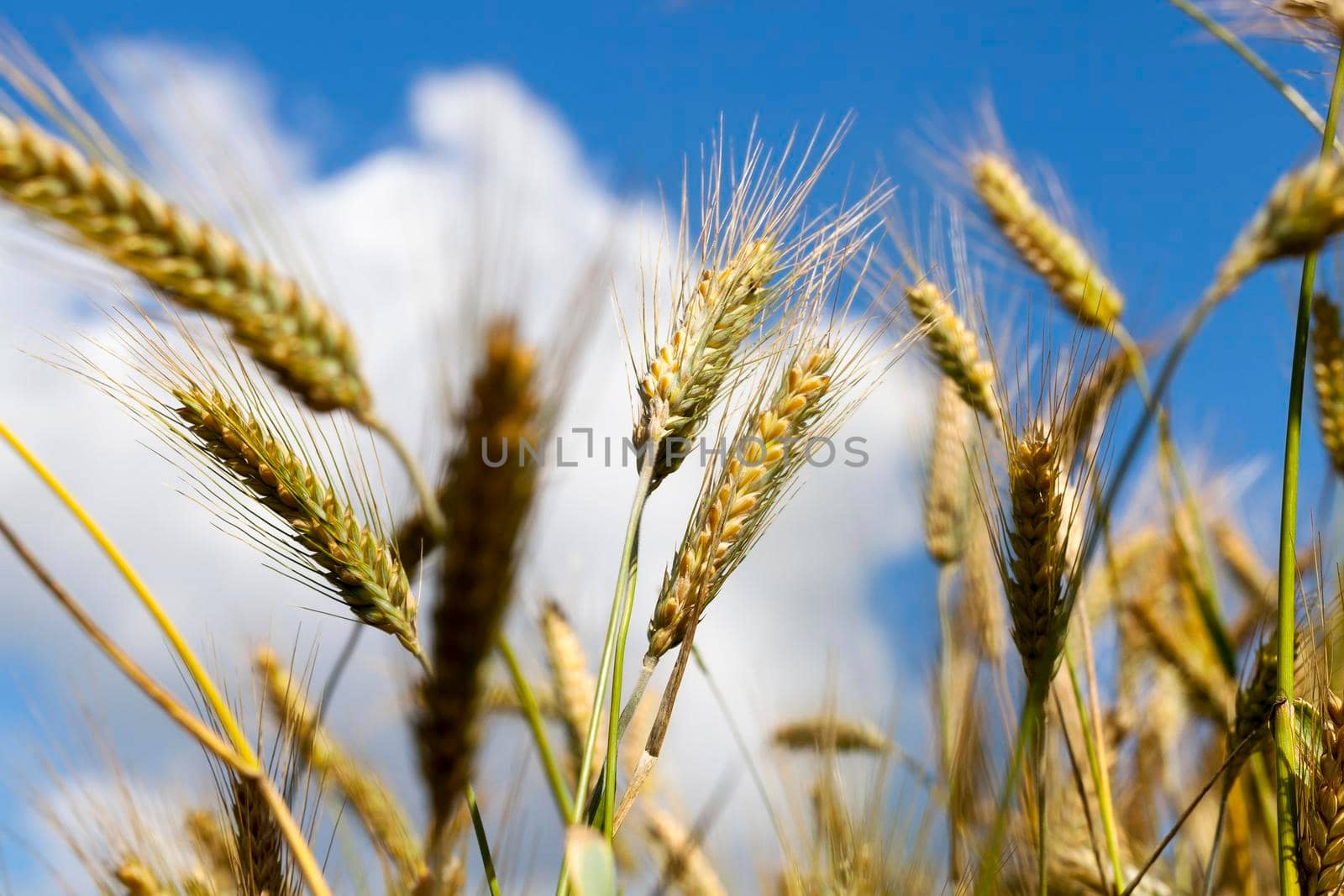 Agricultural field by avq