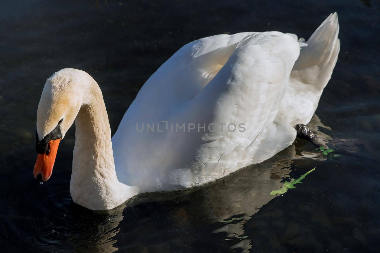 Graceful swan on swimming in the lake water by ungvar