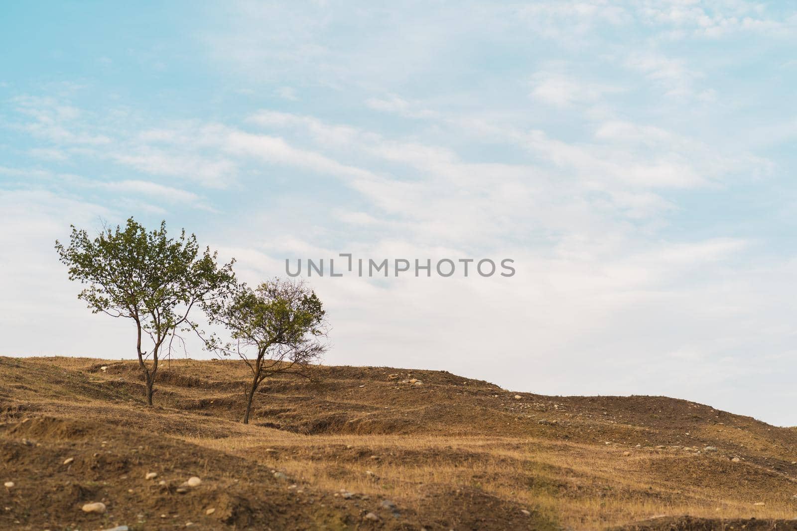 Trees growing against cloudy sky. Thin trees growing on dry hill against cloudy blue sky on sunny summer day in countryside by epidemiks