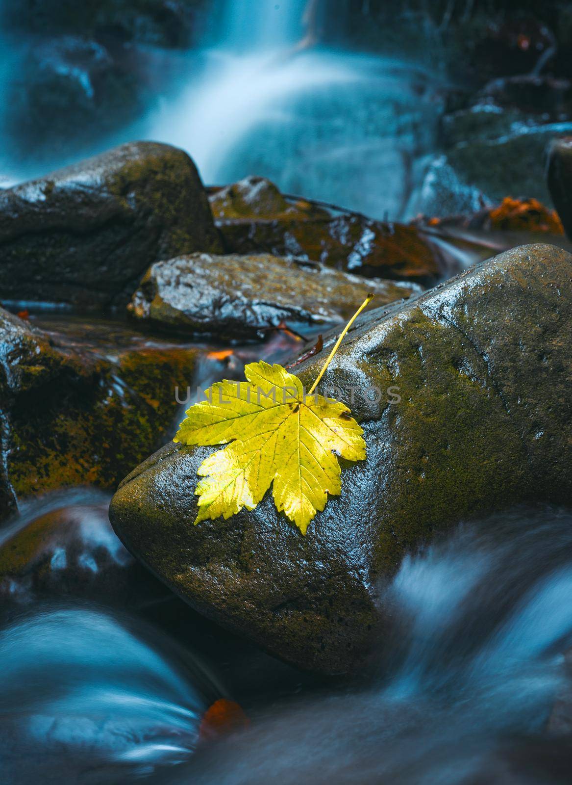 Yellow autumnal maple leaf lie at wet stones. Long exposure photo. Slow shutter speed photography of waterfall and water. Beautiful forest nature at autumnal season concept