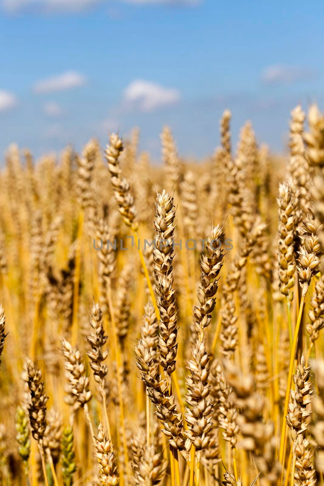ripe large grain in wheat ears ready for harvest, but before harvest, close-up photo in summer
