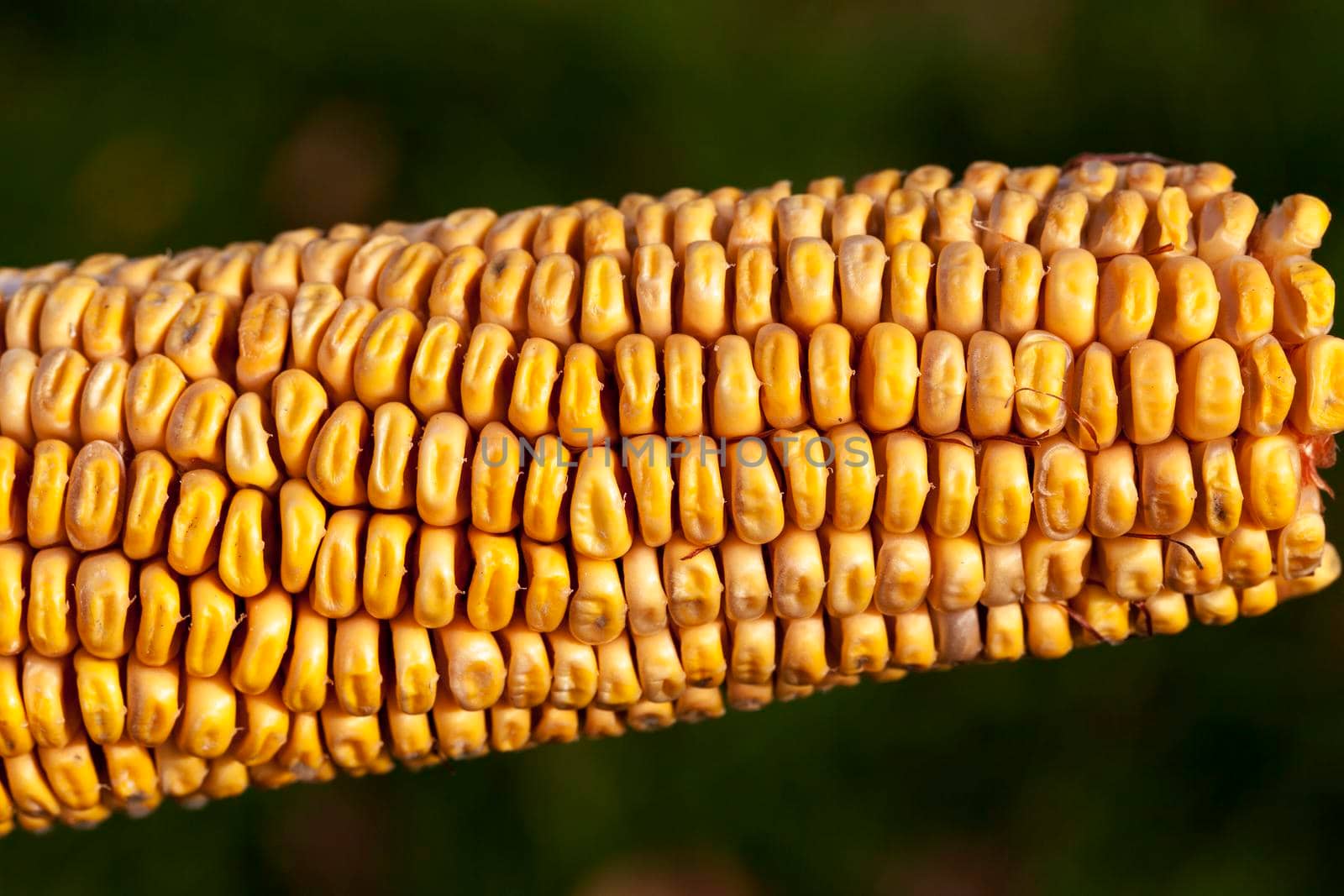 dry dirty grains of ripe corn on the cob, close-up photo in the field, autumn