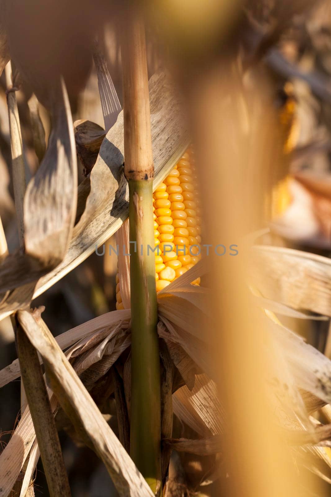 ripe solid corn cob with yellow seeds on a dried cornfield, closeup in autumn, seeds partially covered by other plants