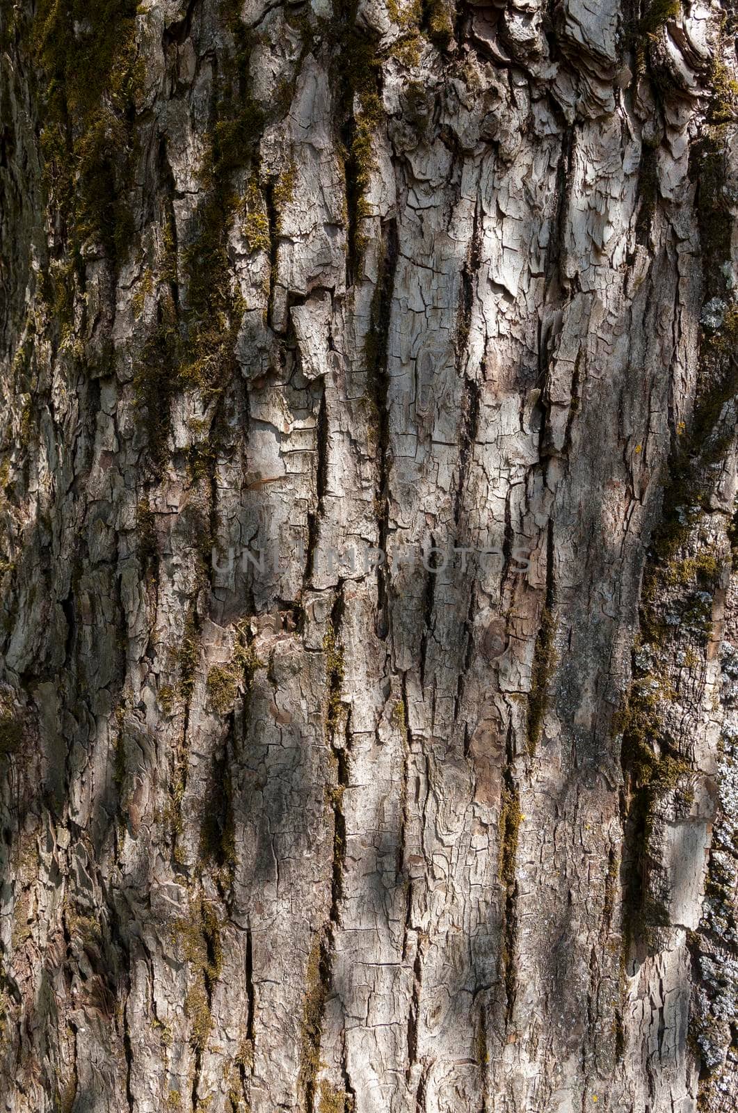 Texture of old tree bark, close up in forest