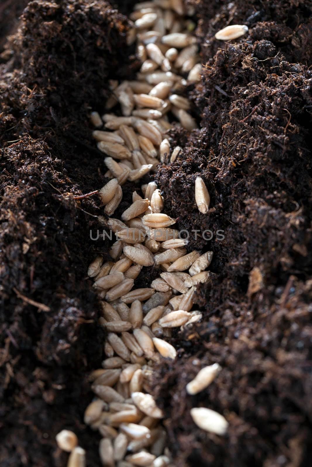 black wet soil in which planted dry wheat grains for a new crop of cereals, photo closeup in the field