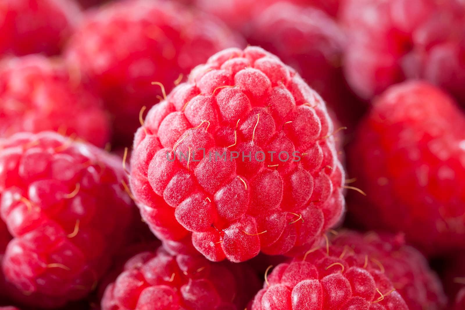 red raspberry harvest, ready for eating, closeup photo