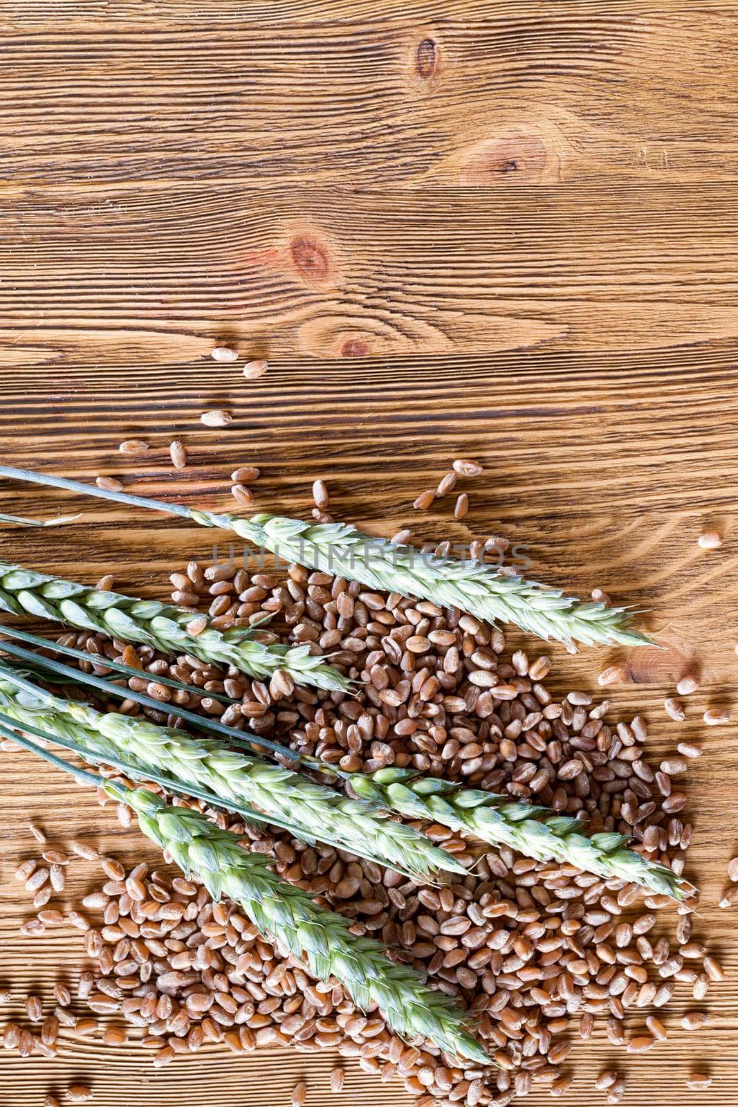 fresh green ears of wheat and a ripe golden grain lying together on an old wooden table, close-up
